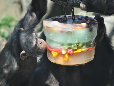 Tierbeschäftigung-Die Schimpansen versuchen Futtermittel aus einer "Eistorte" zu bekommen