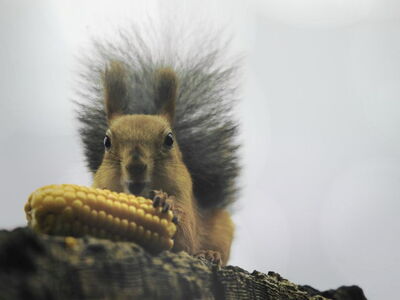 Eichhörnchen mit Maiskolben (Bild: Bernd Ohlthaver)