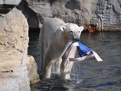 Eisbär Lloyd mit Spielzeug auf einem Felsen im Wasser