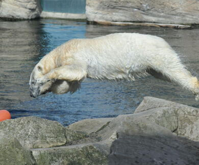 Ein Eisbär springt ins Wasser und jagt einem Ball hinter her