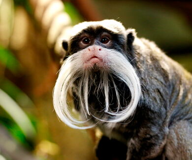 Kaiserschnurrbarttamarine