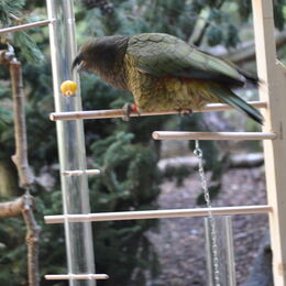 Kea beim Spielen