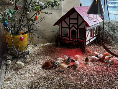 Kleine Küken auf der Osterwiese in der Zooschule im Zoo am Meer