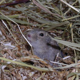 Ein kleiner Steppenlemming schaut aus dem Heu