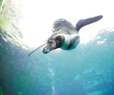 Tauchender Humboldt-Pinguin