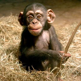 Ein kleiner Schimpanse schaut neugierig in die Kamera