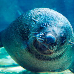 Seebär schaut beim Tauchen direkt in die Kamera