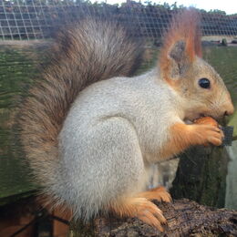 Sibirisches Eichhörnchen futtert