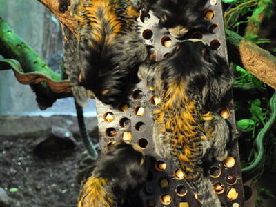 Puzzlebox als Futteranreicherung bei Weißgesichtsseidenaffen