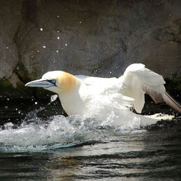 Basstölpel im Wasser