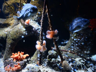 Becken 5, kälteliebende Tiere, wie z.B. Seehasen