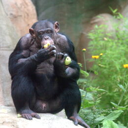Schimpanse Chico frisst Äpfel