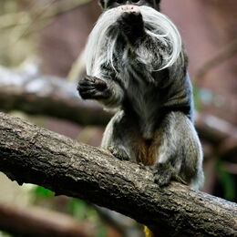 Kaiserschnurrbarttamarine auf einem Baumstamm im Gehege