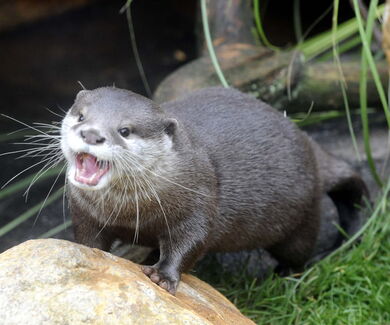 Ein Zwergotter schreit