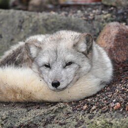 Polarfuchs zusammen gekuschelt in seinem Gehege