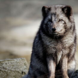 Ein Polarfuchs in seinem Gehege