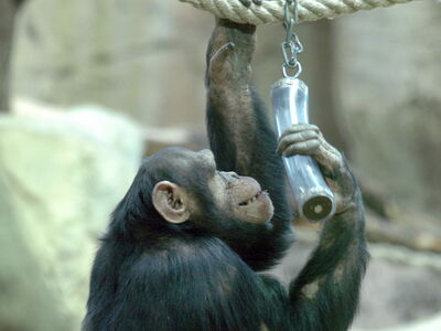 Tierbeschäftigung-Ein Schimpanse an einem Spielzeug