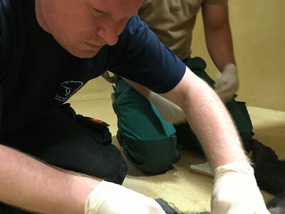 Tierarzt Bastian bei der Blutentnahme bei einem Schimpansen