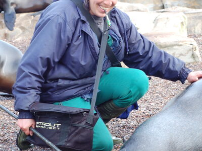 Tierpflegerin Frau Gürster sitzt in dem Gehege der Robben und hat eine Robbe mit Hilfe des Tiertrainings zum Hinlegen angewiesen, damit eine medizinische Untersuchung stattfinden kann.