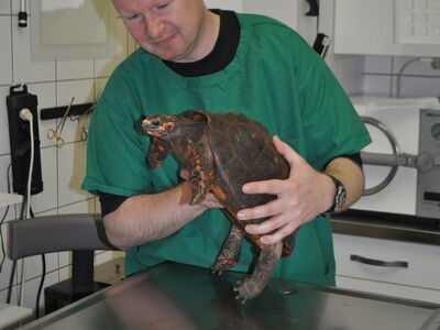 Tierarzt Bastian Lange untersucht eine Schildkröte