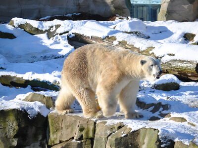 Eisbär Lloyd läuft über die Anlage, die mit Schnee bedeckt ist