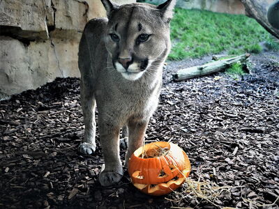 Ein Puma hat zur Beschäftigung einen Kürbis erhalten