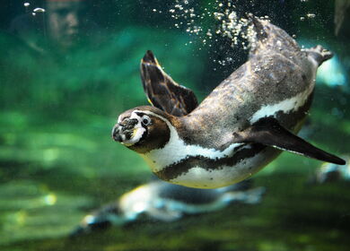 Pinguin beim Tauchen