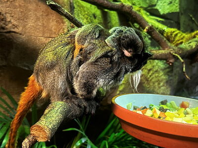 Nachwuchs bei den Kaiserschnurrbarttamarinen am 12. Juli 2023