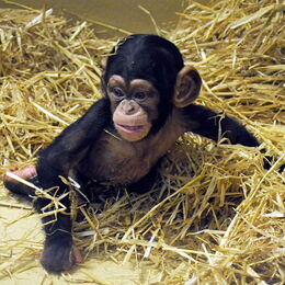 Nachwuchs bei den Schimpansen: Ein kleiner Schimpanse im Gehege