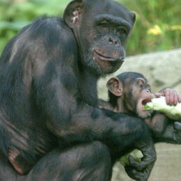 Ein ausgewachsener Schimpanse hält den Nachwuchs, der Salat frisst, im Arm