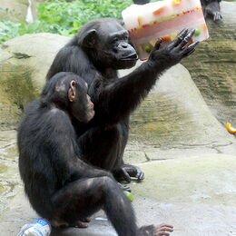 Schimpansen mit Eistorte