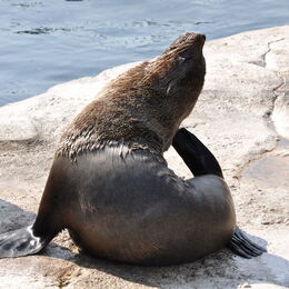Ein Seebär sitzt an Land und kratzt sich