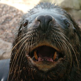 Seelöwe Sailor schaut neugierig in die Kamera
