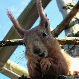 Sibirisches Eichhörnchen