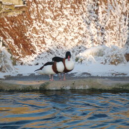 Brandgänse im Winter