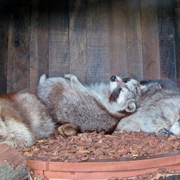 Drei Waschbären schlafen in einer alten Holztonne