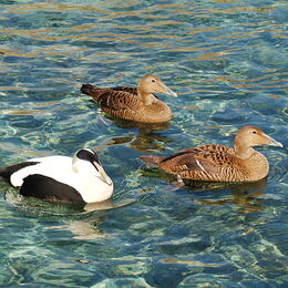 Eiderenten schwimmen im Wasser