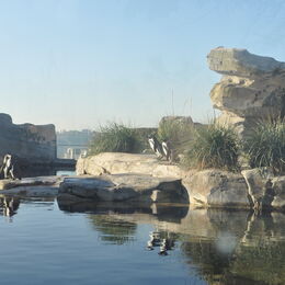 Einsicht in das Gehege der Humboldt-Pinguine