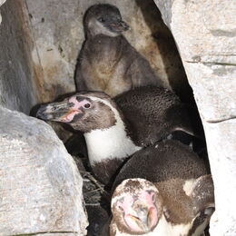 Humboldt-Pinguine behüten ihr Nest