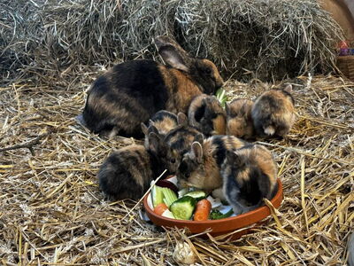 Kleine Kaninchen auf der Osterwiese in der Zooschule im Zoo am Meer