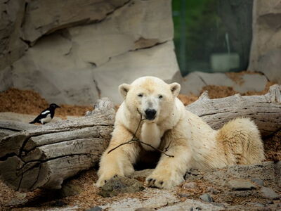 Eisbärin Lara liegt entspannt auf der Außenanlage im Zoo am Meer©Bernd Ohlthaver