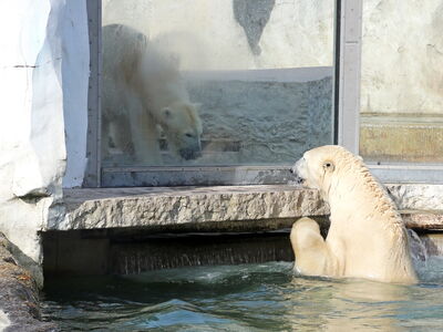 Lloyd und Charlotte sehen sich zum ersten Mal an der Scheibe©Maike Franzen-Zoo Karlsruhe