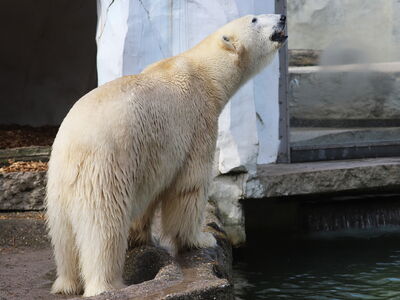 Lloyd auf der Außenanlage nach seiner Reise von Bremerhaven nach Karlsruhe©Timo Deible-Zoo Karlsruhe