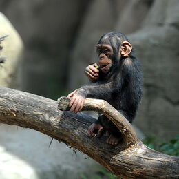 Ein kleiner Schimpanse sitzt beim Fresen auf einem Stamm