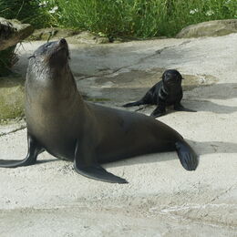 Seebär-Mutter mit ihrem Nachwuchs