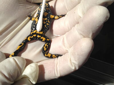 Tupferprobe bei einer Unke