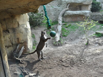 Ein Puma spielt mit einem Ball, der an einem Band befestigt ist