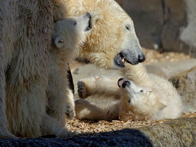 Mutter Valeska mit den kleinen Zwillingen Anna & Elsa ©Bernd Ohlthaver