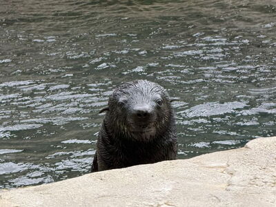 Kleiner Seebär (geb. Mai 2026) guckt aus dem Wasser