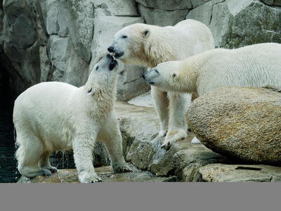 Eisbär-Zwillinge Anna und Valeska mit ihrer Mutter Valeska
